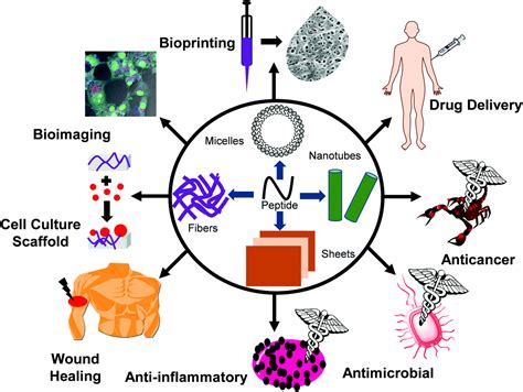 Low molecular weight self-assembling peptide-based materials for cell culture, antimicrobial ...