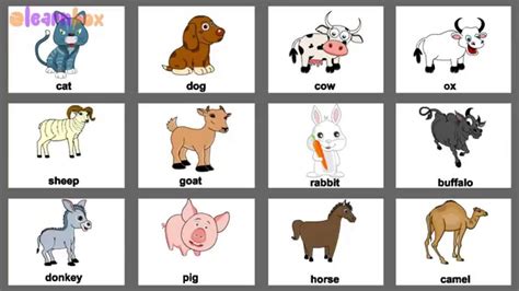 Pet Animals English with Colorful Pictures for Nursery Preschool Kids ...