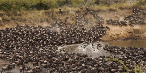 11 reasons why you should see the great wildebeest migration river ...