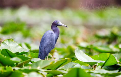 Okefenokee Swamp Birding - WILLIAM WISE PHOTOGRAPHY