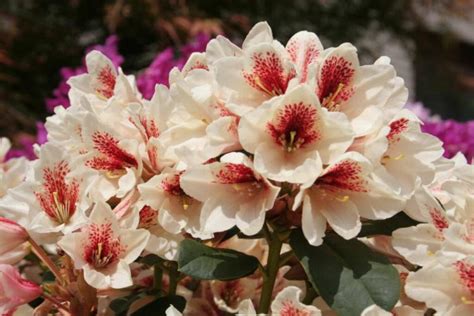 Rhododendron Varieties: 50 Most Beautiful Varieties