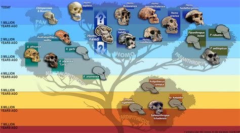 Types Of Early Humans
