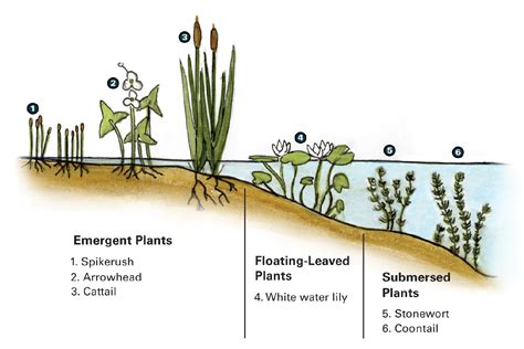 Iowa's Nature Series Educational Graphics | Natural Resource Stewardship