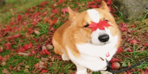 Corgi GIF - Find & Share on GIPHY