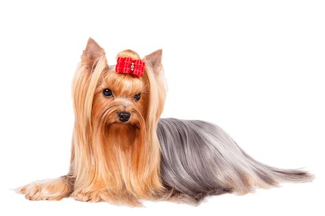 Yorkshire Terrier Dog Breed Information - American Kennel Club