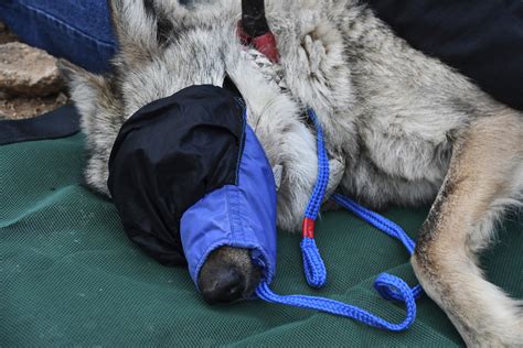 Endangered Mexican Gray Wolf Released Into Arizona Wild To Help Wolves' Recovery | Positive ...