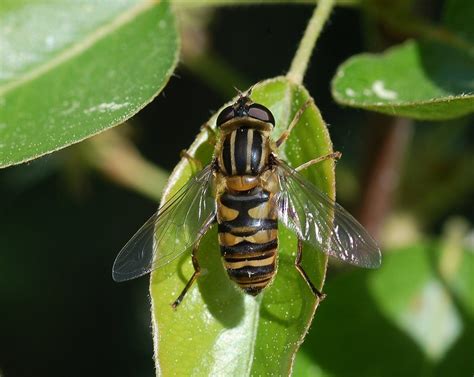 Family Syrphidae – ENT 425 – General Entomology