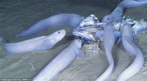 Three new ghostly sea creatures discovered 21,000 feet beneath the sea ...