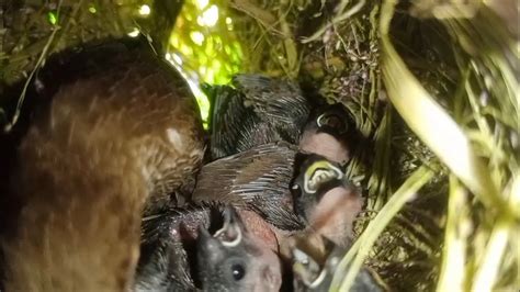 Society finch's parent bird feeding on hatchlings for three days#05 ...