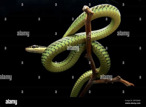 Golden Flying Snake, Chrysopelea ornata Stock Photo - Alamy