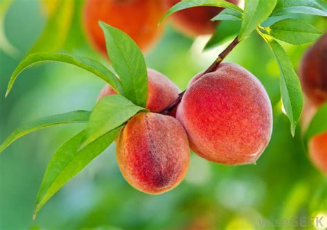 Peach Trees and Irish Potatoes