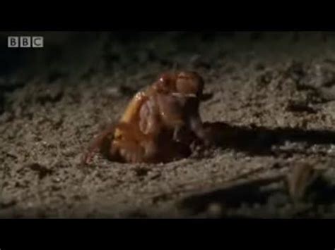 (2) Amazing Cicada Life Cycle | Sir David Attenborough's Life In the ...