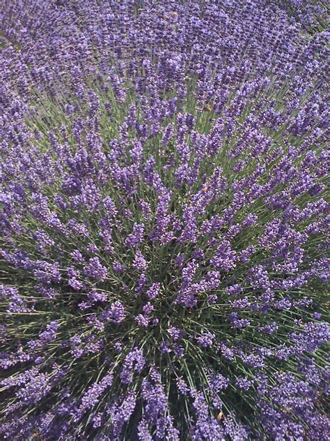 Lavender at Yamhill County lavender festival | Lavendel, Lila farbe, Blumen