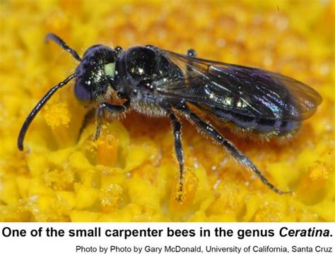 Small Carpenter Bee Sting - Picture Of Carpenter