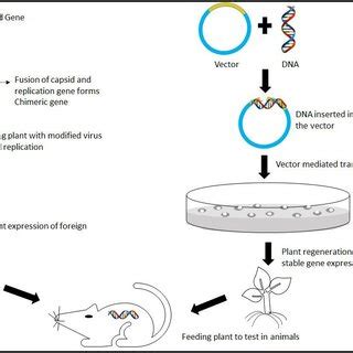 Chimeric gene transformation via viral infection | Download Scientific Diagram