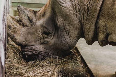 Rhino eating stock photo. Image of rhino, heavy, food, cabarceno - 921262