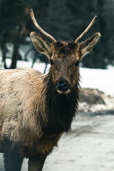 Deer Standing on Snow Covered Ground · Free Stock Photo