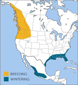 Rufous Hummingbird - American Bird Conservancy