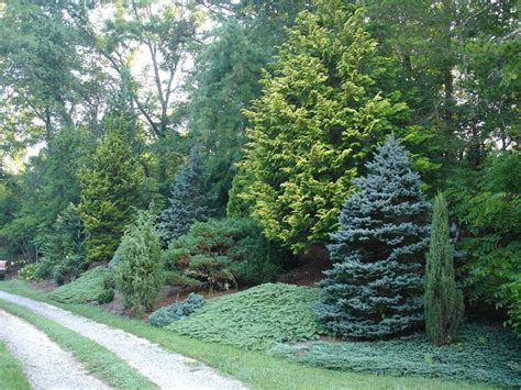 Evergreens | Evergreen landscape, Privacy landscaping, Evergreen garden