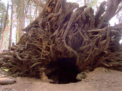 The Wawona Tunnel Tree | Renamed to "The Fallen Tunnel Tree"… | Flickr