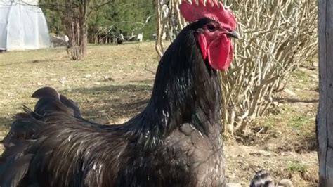 Australorp Rooster Breed - YouTube