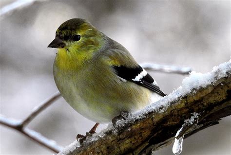 Male American Goldfinch in Winter Plumage Photograph by Kimberly Allen