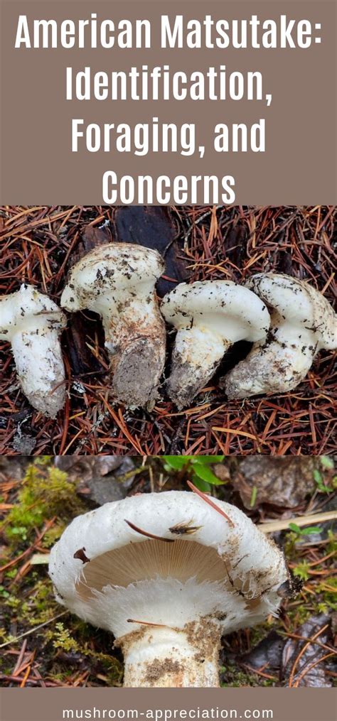 American Matsutake: Identification, Foraging, and Concerns - Mushroom Appreciation