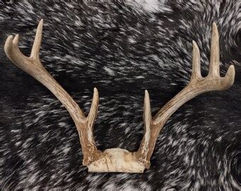 8 Point Deer Antlers - Etsy