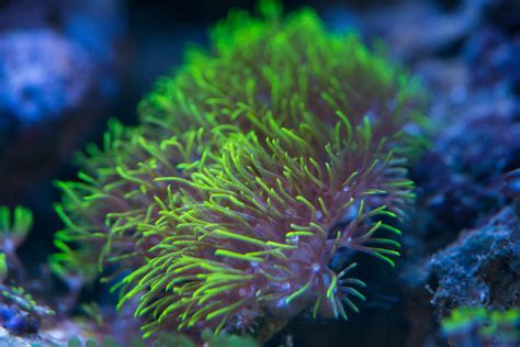 Branching Green Star Polyps: Trash or Treasure? | Corals | AlgaeBarn