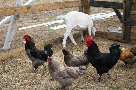 Chickens and Goat Photograph by Carolyn Ricks - Fine Art America