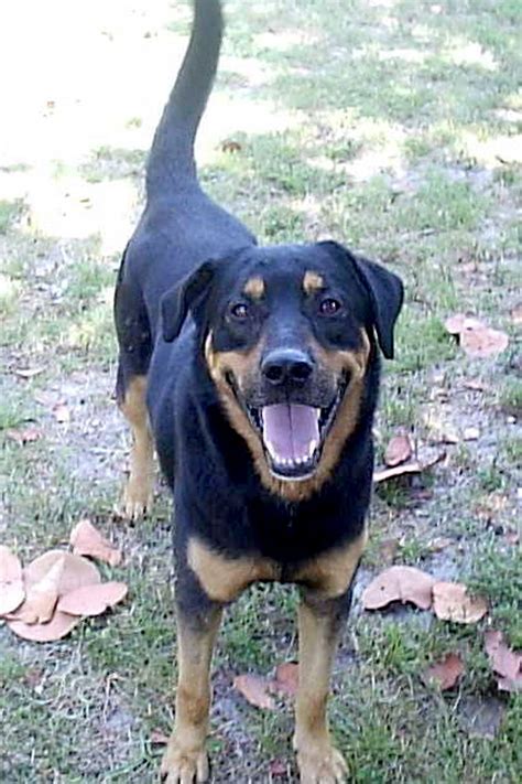 Pin by Ally Rannikko on Rottweilers | Rottweiler mix, Cute dogs, Rottweiler