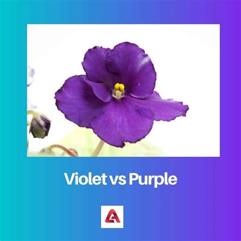 Violet vs Purple: Difference and Comparison