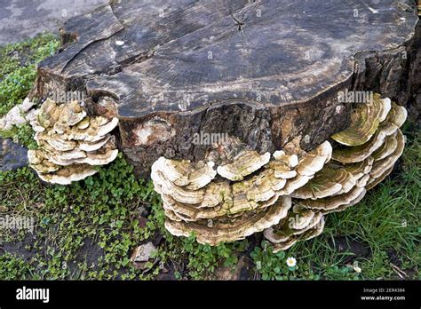 Fungus growing on an old rotting tree stump Stock Photo - Alamy