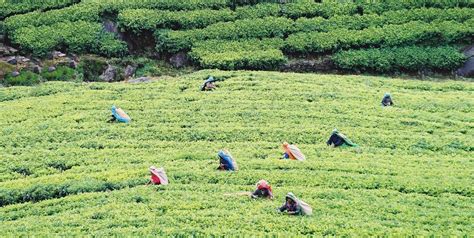 Ceylon Tea Industry Capability in Sri Lanka - EDB Sri Lanka