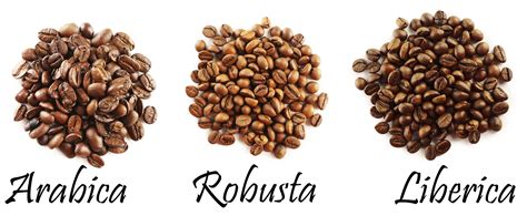 Different coffee beans isolated on white - Atlas Coffee Club Blog ...