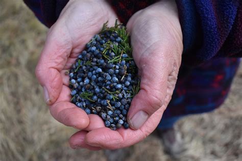 How to Make Botanical Gin Infusions - Round the Bend Farm