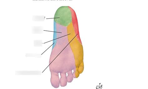 Dermatomes Foot