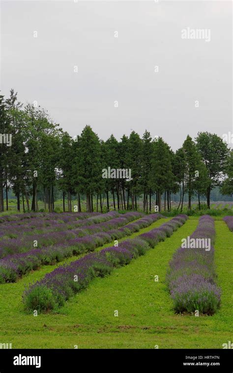 Rows of Lavender Stock Photo - Alamy