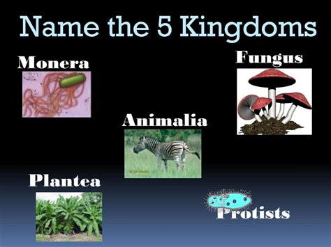 PPT - The Five Kingdoms PowerPoint Presentation, free download - ID:2369261