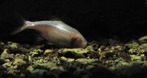 Blind cavefish got no (circadian) rhythm | Science News