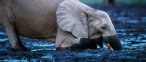 Forest Elephant | African Wildlife Foundation