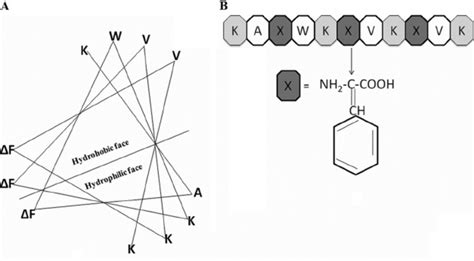 (A) De novo design of antimicrobial peptides: prototypic, amphipathic,... | Download Scientific ...