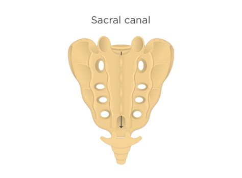 Sacrum and Coccyx Anatomy | GetBodySmart