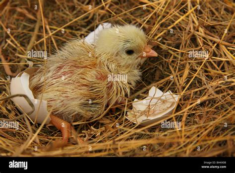 Hatched chicken egg nest hi-res stock photography and images - Alamy