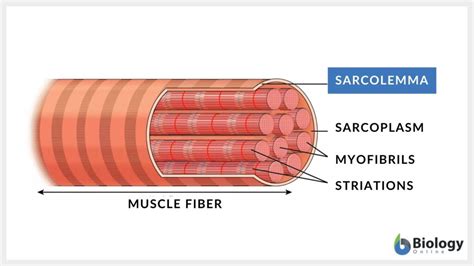 Skeletal Muscle Tissue Labeled Sarcolemma