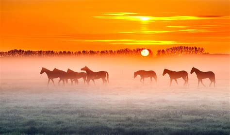 Horse Sunset 4K Wallpapers - Top Free Horse Sunset 4K Backgrounds ...