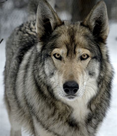 Get facts about wolf-dog hybrids | International Wolf Center (2022)