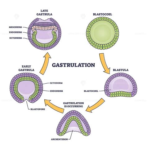 Gastrulation stages as early embryo development process outline diagram - VectorMine