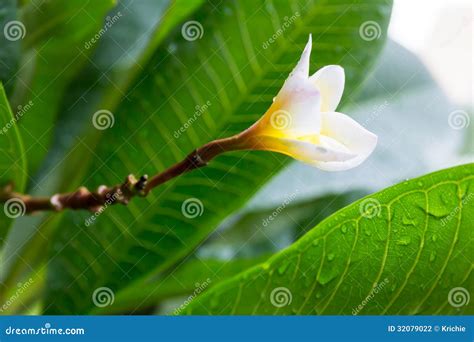 Temple tree flower stock photo. Image of natural, environment - 32079022