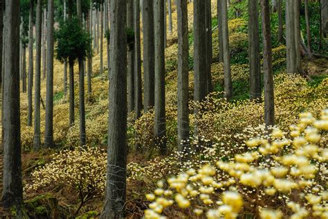 Beautiful blossoms: Kyoto’s most stunning seasonal flowers and where to ...